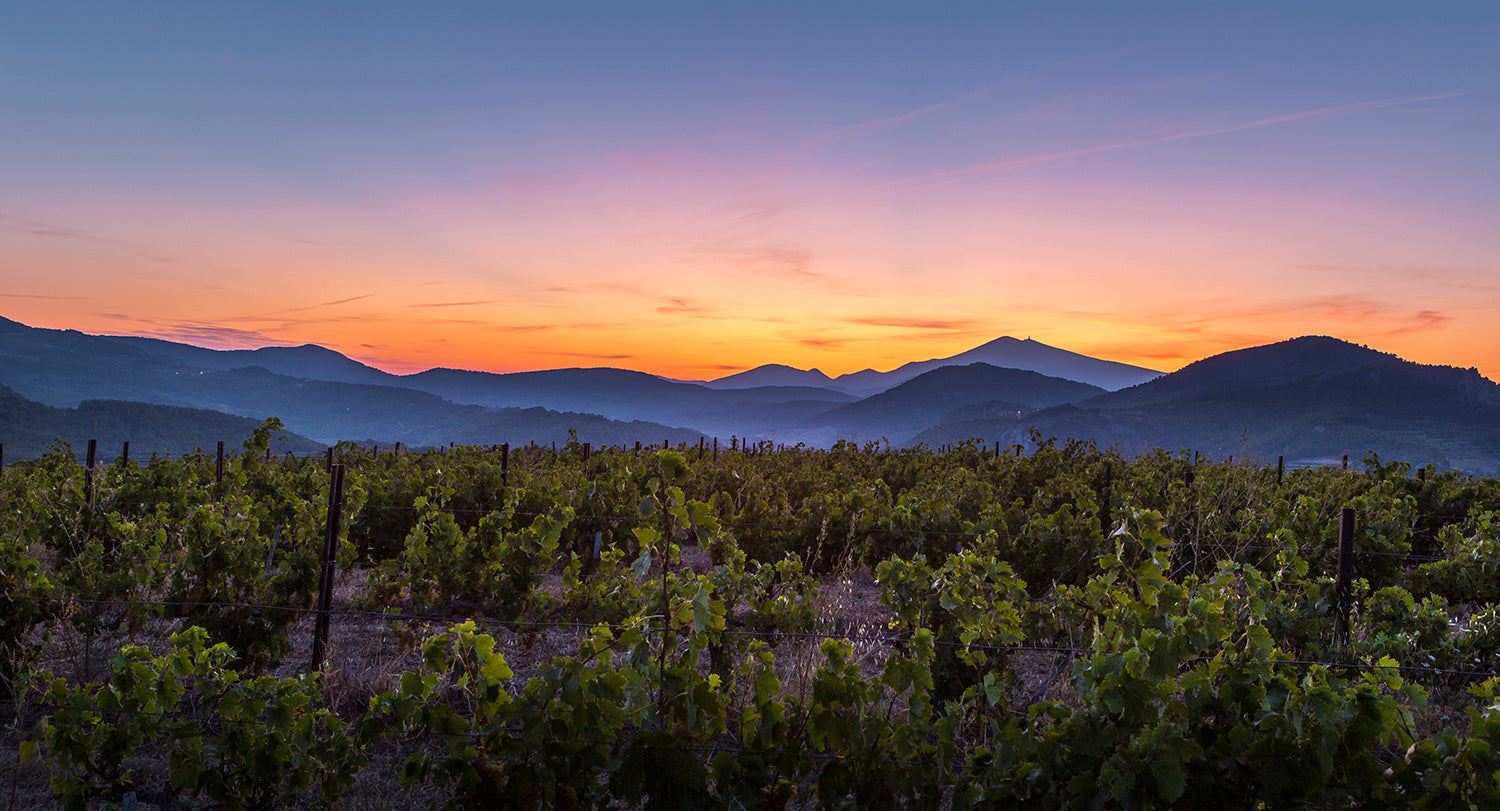 Vignoble de Beaumes-de-Venise avec les Dentelles de Montmirail en arrière-plan, sol de terre ocre du Trias