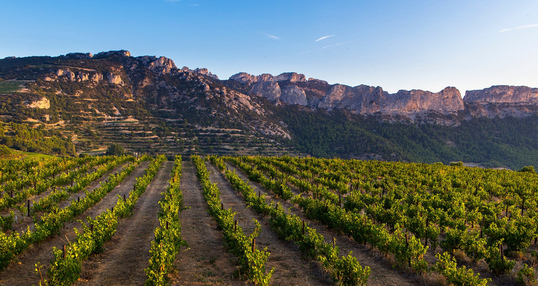 Panorama sur les dentelles de Montmirail vu du vignoble de Coyeux