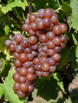 Grappe de Muscat noir à petits grains dans le vignoble de Beaumes-de-Venise