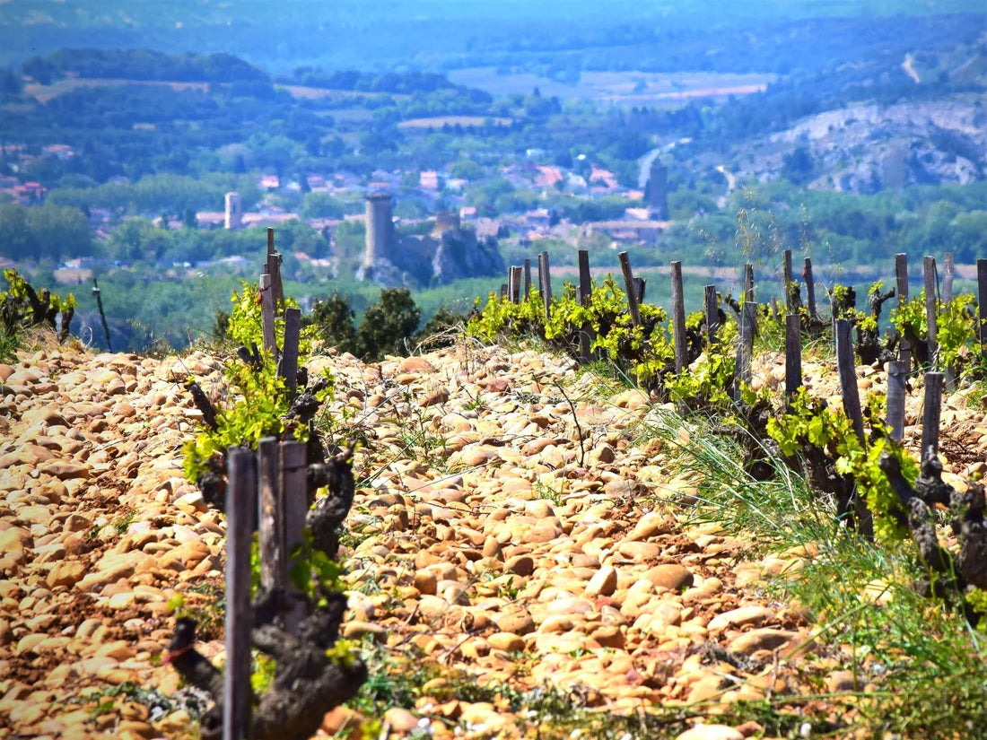 vignoble de chateauneuf-du-pape et son sol de galets roulés
