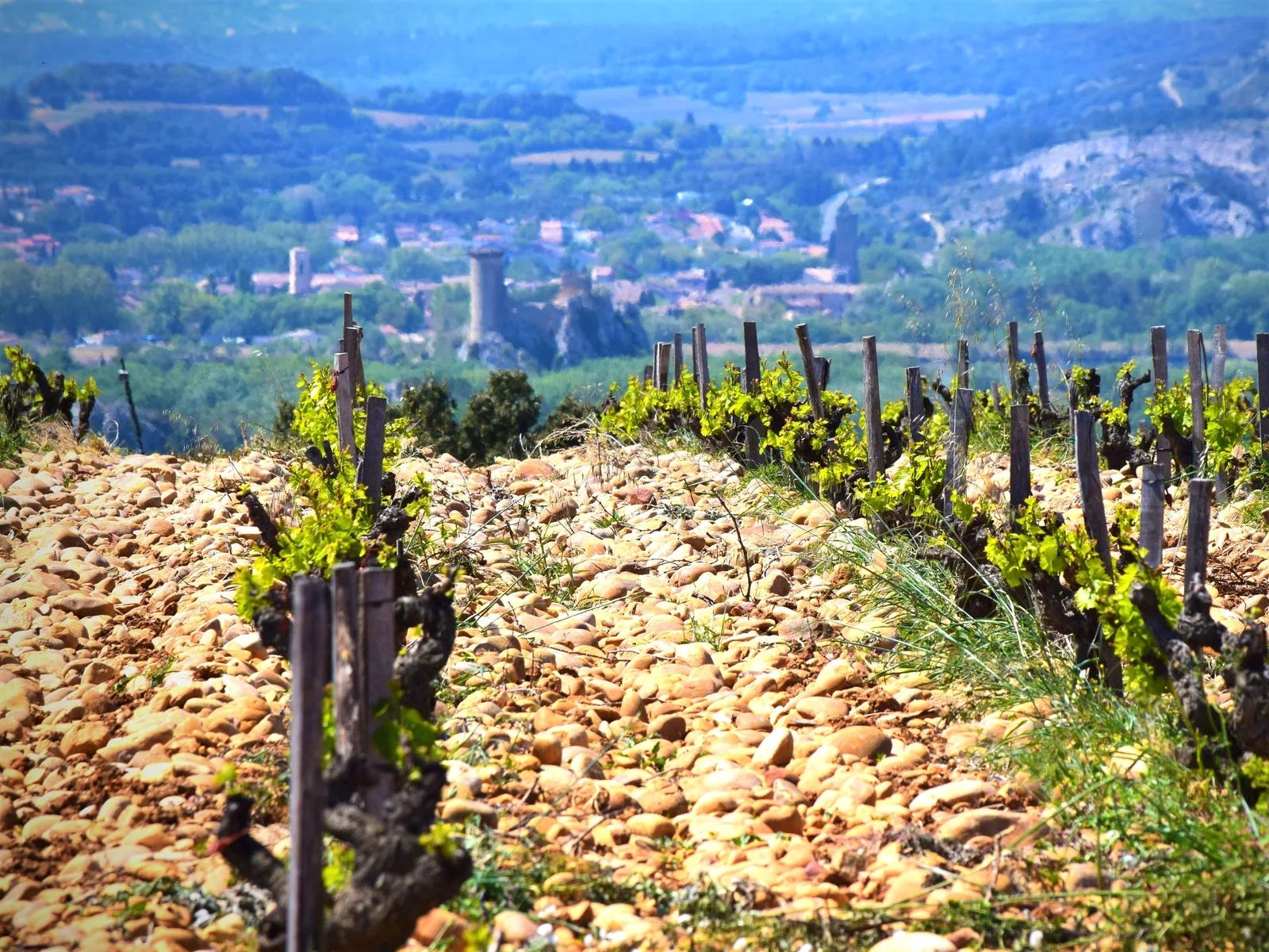 vignoble de chateauneuf-du-pape et son sol de galets roulés