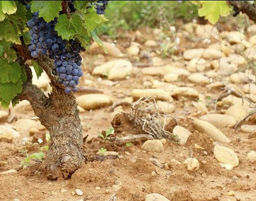 terroir de chateauneuf-du-pape, galets roulés, sable et saffre, argiles